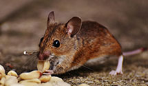 24 Hour & Emergency Exterminators in Slidell, LA